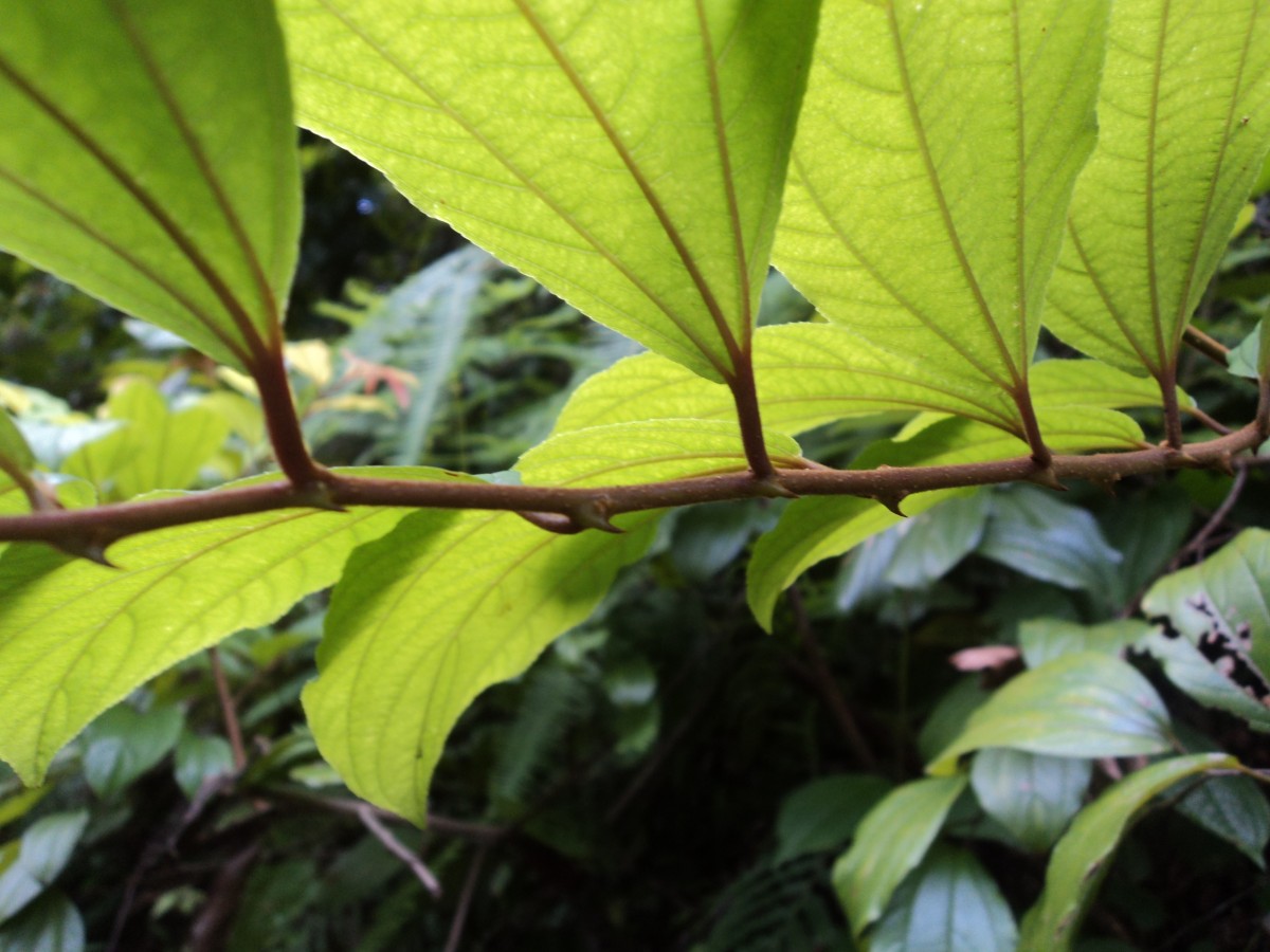 Ziziphus rugosa Lam.